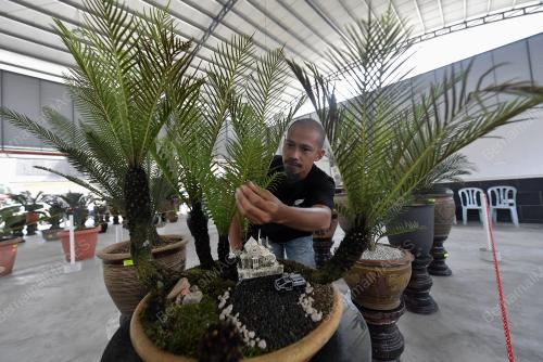 PAMERAN KELUARGA CYCADS