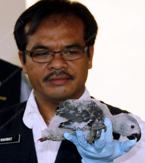 RAHMAT TOPANI