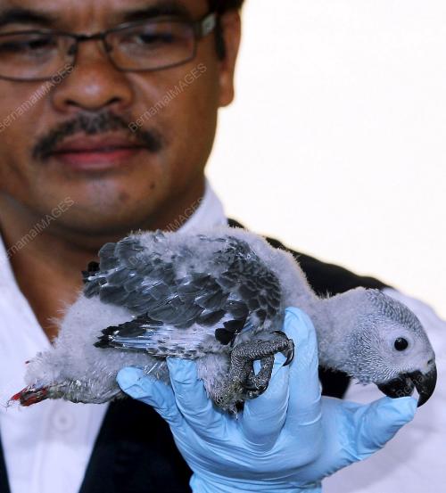 RAHMAT TOPANI