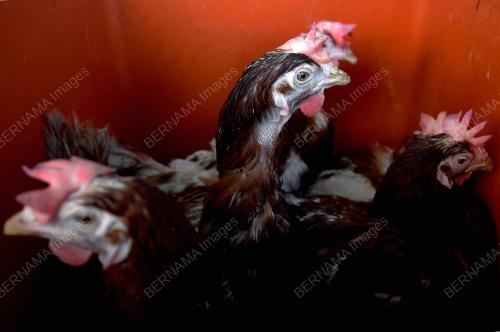 TINJAUAN BEKALAN AYAM MENTAH SHAH ALAM