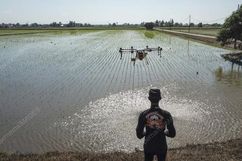 KERJAYA MENERBANGKAN DRON MENARIK BELIA KE SAWAH