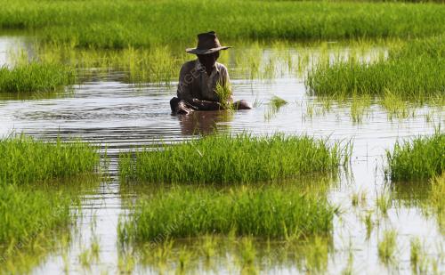 SG02_29042018_SAWAH