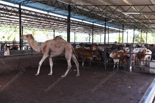 LADANG TERNAKAN UMMAH SAC