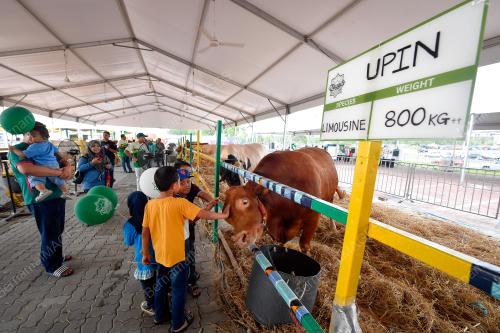 TINJAUAN LEMBU KORBAN AIDILADHA