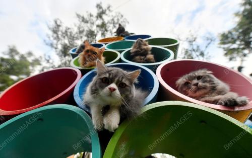 TAMAN REKREASI KUCING CATOPIA SHAH ALAM