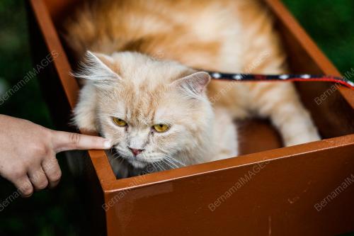 TAMAN KUCING SHAH ALAM (CATOPIA SHAH ALAM)
