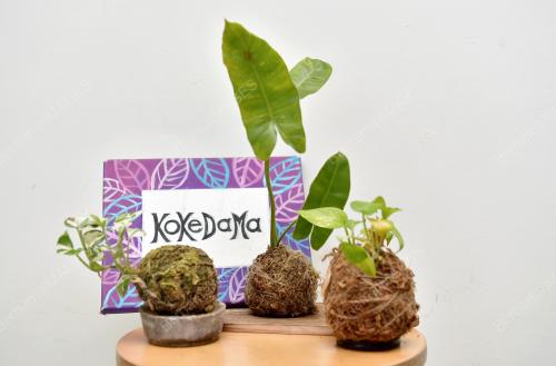 HIASAN POKOK KOKEDAMA