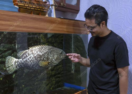 HAIWAN PELIHARAAN DI RUMAH