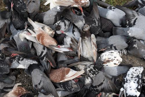 KEJADIAN 100 EKOR BURUNG MERPATI MATI