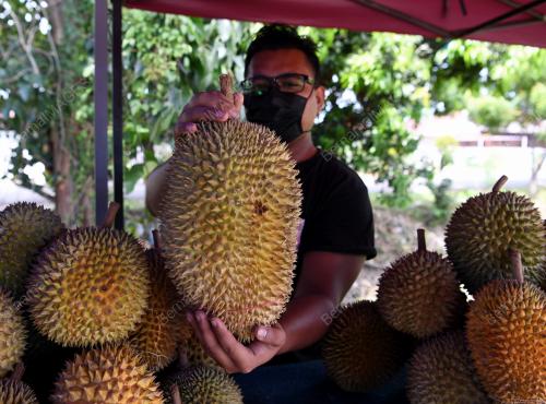 PKP_DURIAN