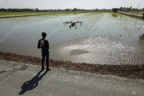 KERJAYA MENERBANGKAN DRON MENARIK BELIA KE SAWAH