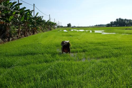 SG03_29042018_SAWAH