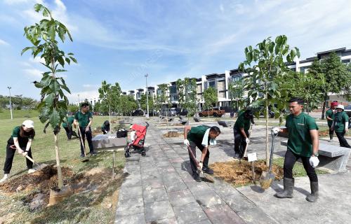 PROGRAM PENANAMAN POKOK DI ANTARA PKNS & LIONS CLUB