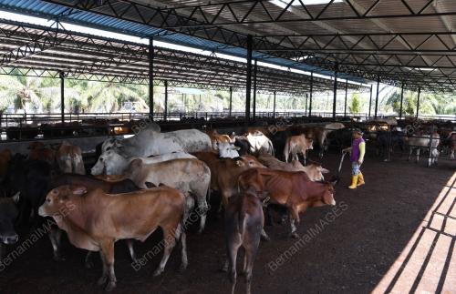 LADANG TERNAKAN UMMAH SAC