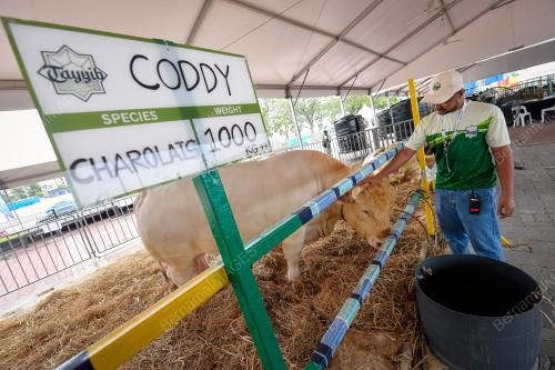 TINJAUAN LEMBU KORBAN AIDILADHA