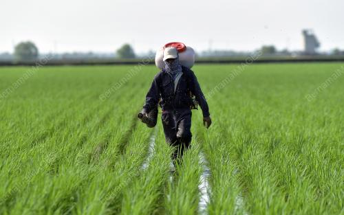 TINJAUAN PEKERJA SAWAH PADI MEMBAJA