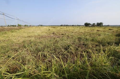 TANAMAN PADI DILANDA RIBUT