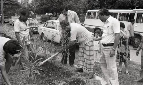 TANAM POKOK