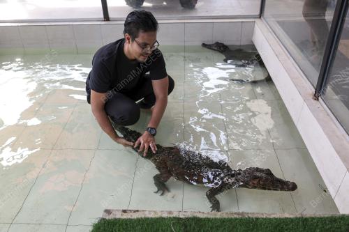 HAIWAN PELIHARAAN DI RUMAH