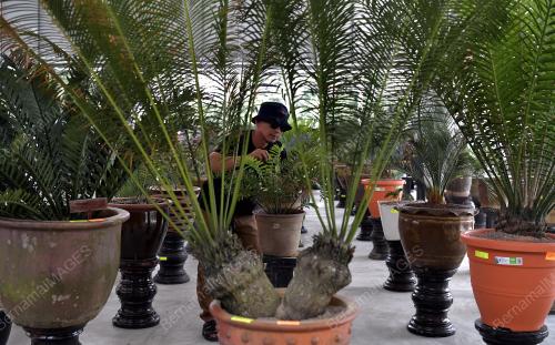 PAMERAN KELUARGA CYCADS