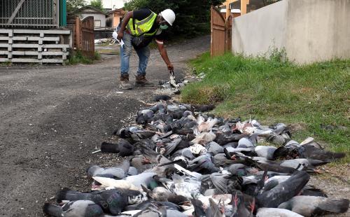 KEJADIAN 100 EKOR BURUNG MERPATI MATI