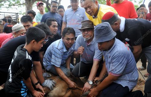 SG04_22082018_KORBAN_PERDANA_BN201808206284