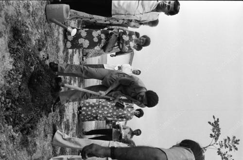 TANAM POKOK