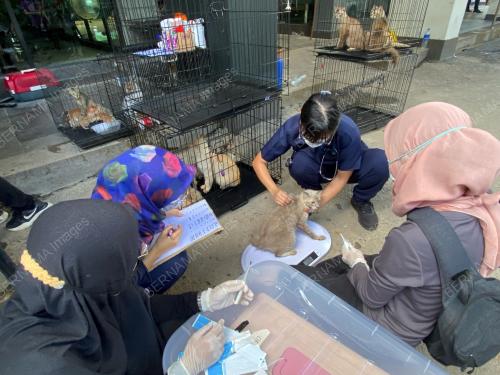 KUCING