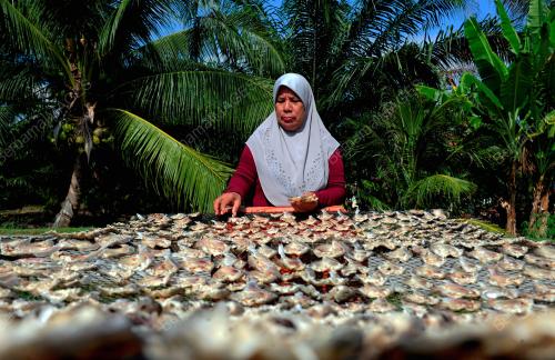 TINJAUAN PENGHASILAN IKAN MASIN DALAM PKP 2.0