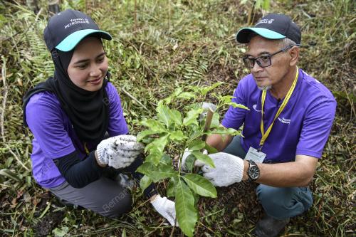 PENANAMAN HUTAN PAYA GAMBUT