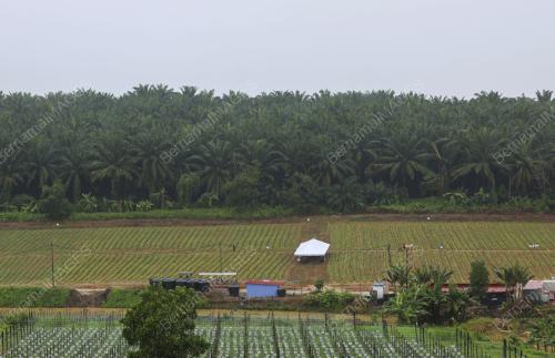 LADANG BAWANG MERAH KECIL