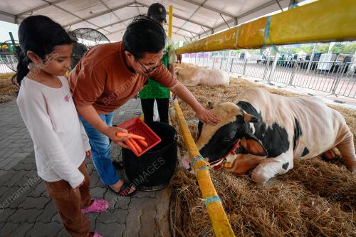 TINJAUAN LEMBU KORBAN AIDILADHA