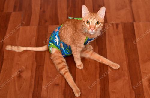KUCING KURANG UPAYA
