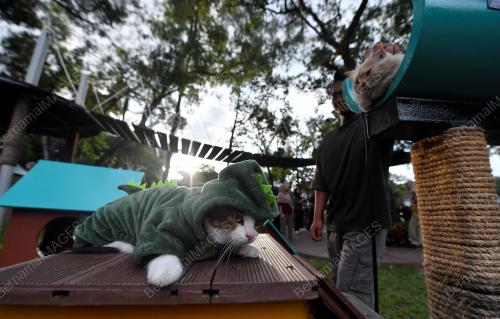 TAMAN REKREASI KUCING CATOPIA SHAH ALAM