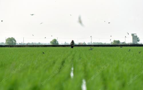 TINJAUAN PEKERJA SAWAH PADI MEMBAJA