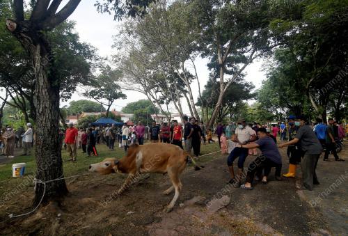 TINJAUAN IBADAH KORBAN