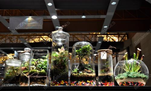 SG05_11102018_TERRARIUM