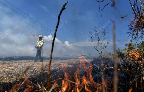 PEMBAKARAN JERAMI PADI SEKINCHAN