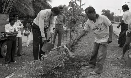 TANAM POKOK