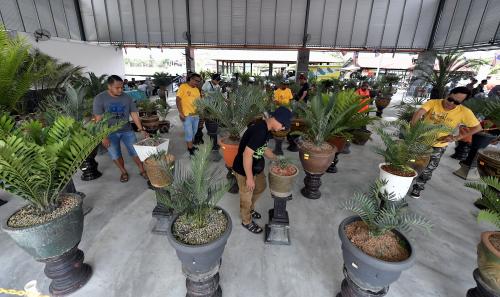 PAMERAN KELUARGA CYCADS