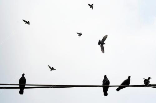 KEJADIAN 100 EKOR BURUNG MERPATI MATI