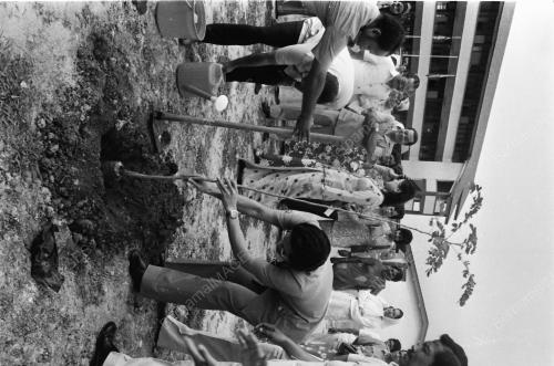 TANAM POKOK