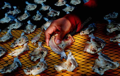 TINJAUAN PENGHASILAN IKAN MASIN DALAM PKP 2.0
