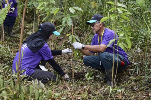 PENANAMAN HUTAN PAYA GAMBUT