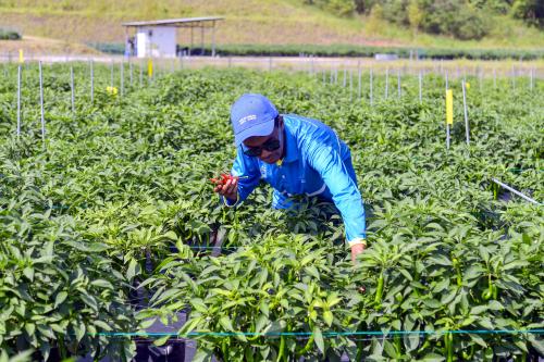 PESERTA AGROEKONOMI