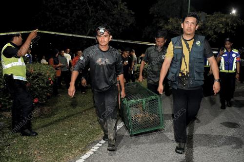 BUAYA TEMBAGA SHAH ALAM