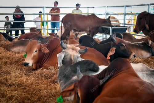TINJAUAN LEMBU KORBAN AIDILADHA