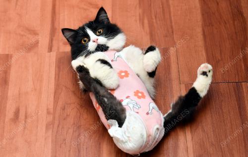 KUCING KURANG UPAYA