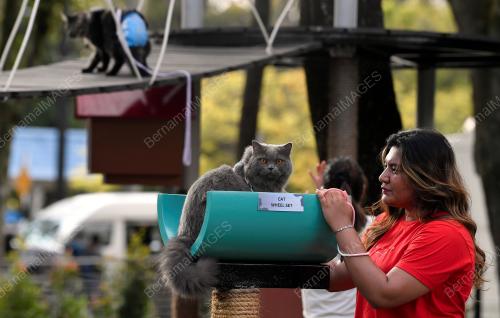 TAMAN REKREASI KUCING CATOPIA SHAH ALAM