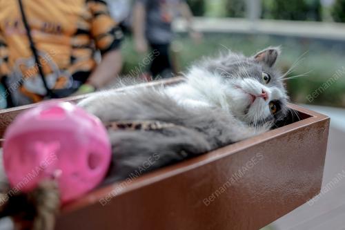 TAMAN KUCING SHAH ALAM (CATOPIA SHAH ALAM)